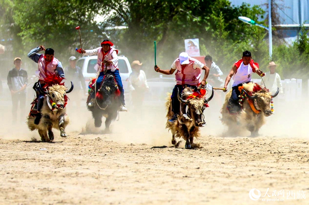 拉薩首屆農(nóng)牧民運(yùn)動會上的賽牦牛比賽。