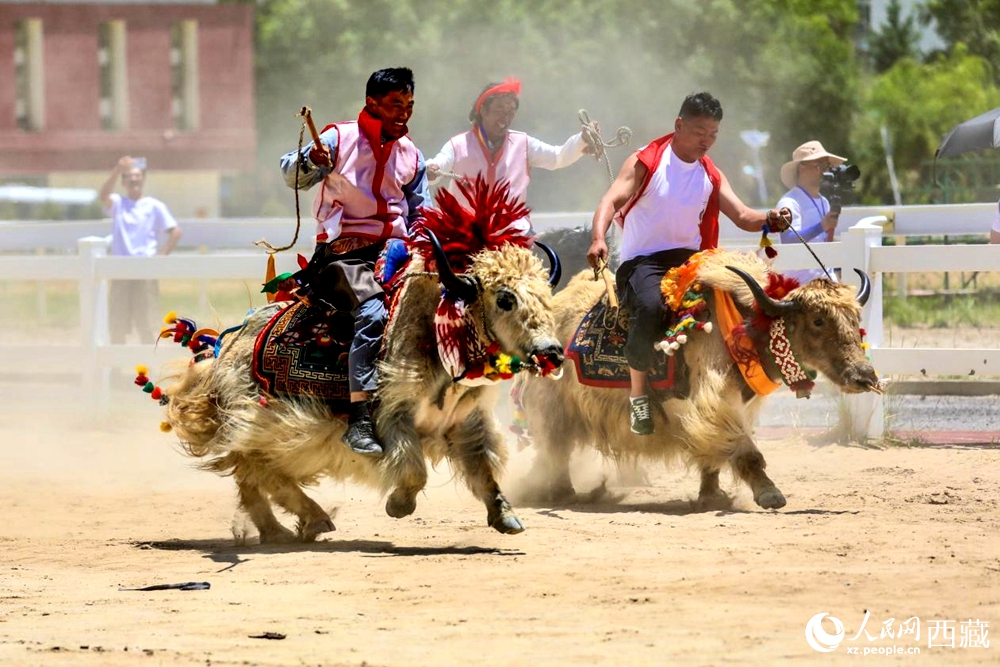 拉薩首屆農(nóng)牧民運(yùn)動會上的賽牦牛比賽。
