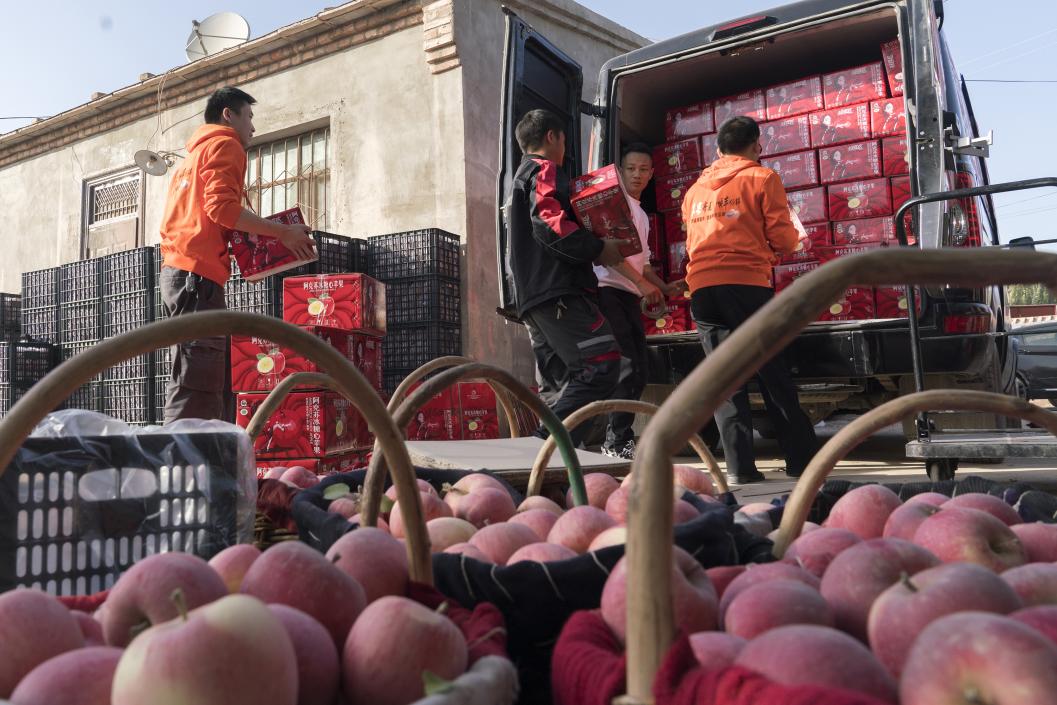 西部冰糖心蘋果，乘著商流上行。劉浩攝