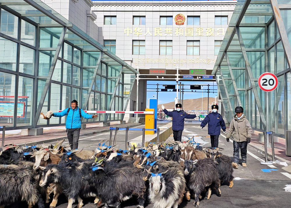 海關(guān)關(guān)員監(jiān)管驗放出口活羊。次旺久美攝
