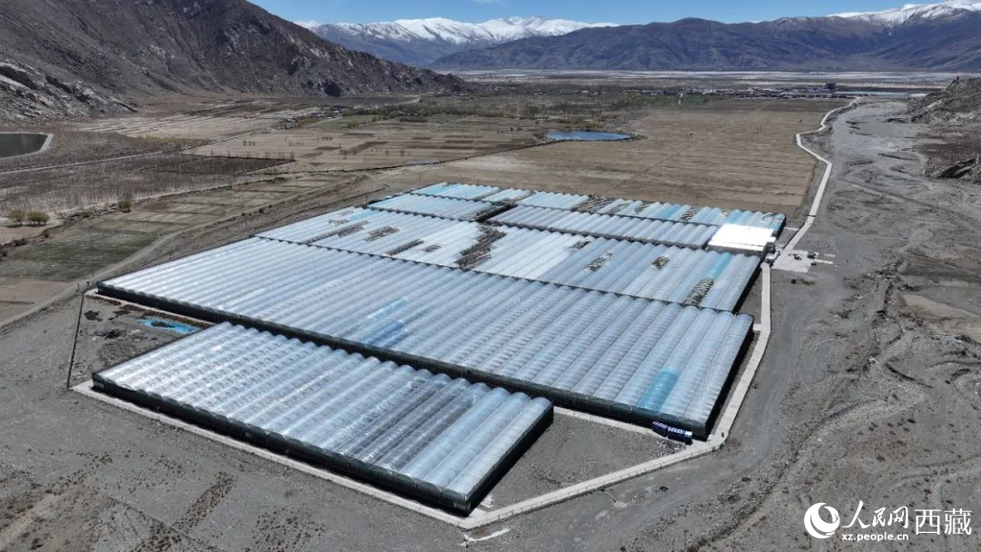 戈壁田園全景。次仁龍布攝