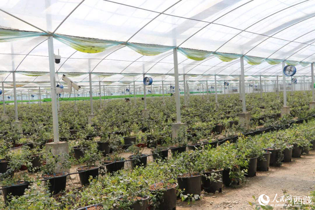 戈壁田園藍莓工業(yè)化種植基地。次仁龍布攝