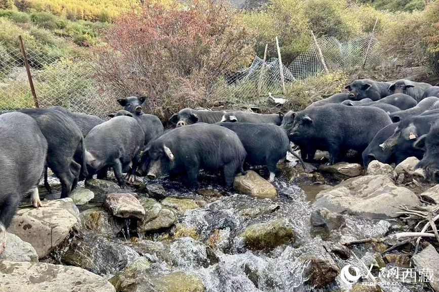 高山放養(yǎng)的藏香豬。人民網(wǎng)記者 次仁羅布攝
