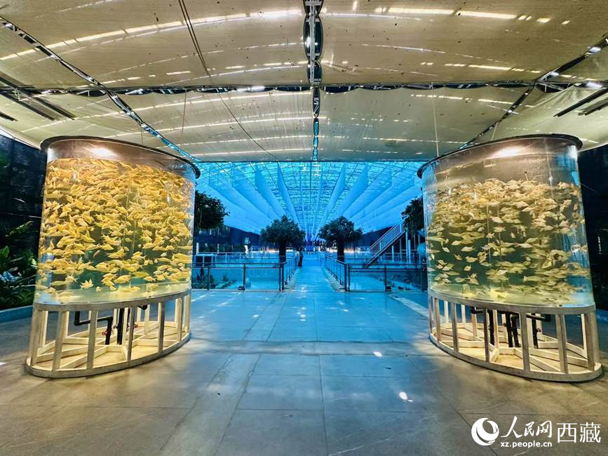 西普海洋公園。人民網(wǎng)記者 次仁羅布攝