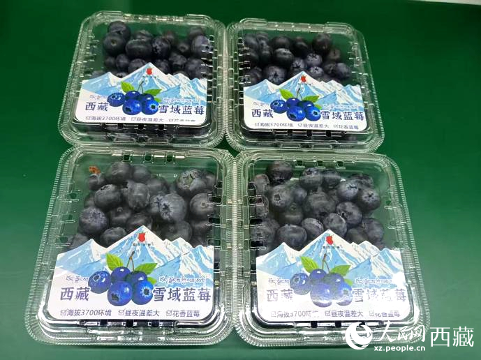 西藏雪域藍(lán)莓。羅雨欣攝