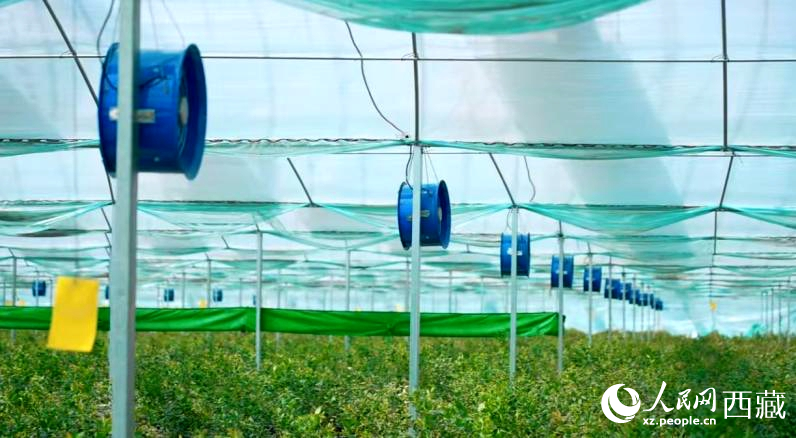 藍(lán)莓種植的智能溫室場景。羅雨欣攝