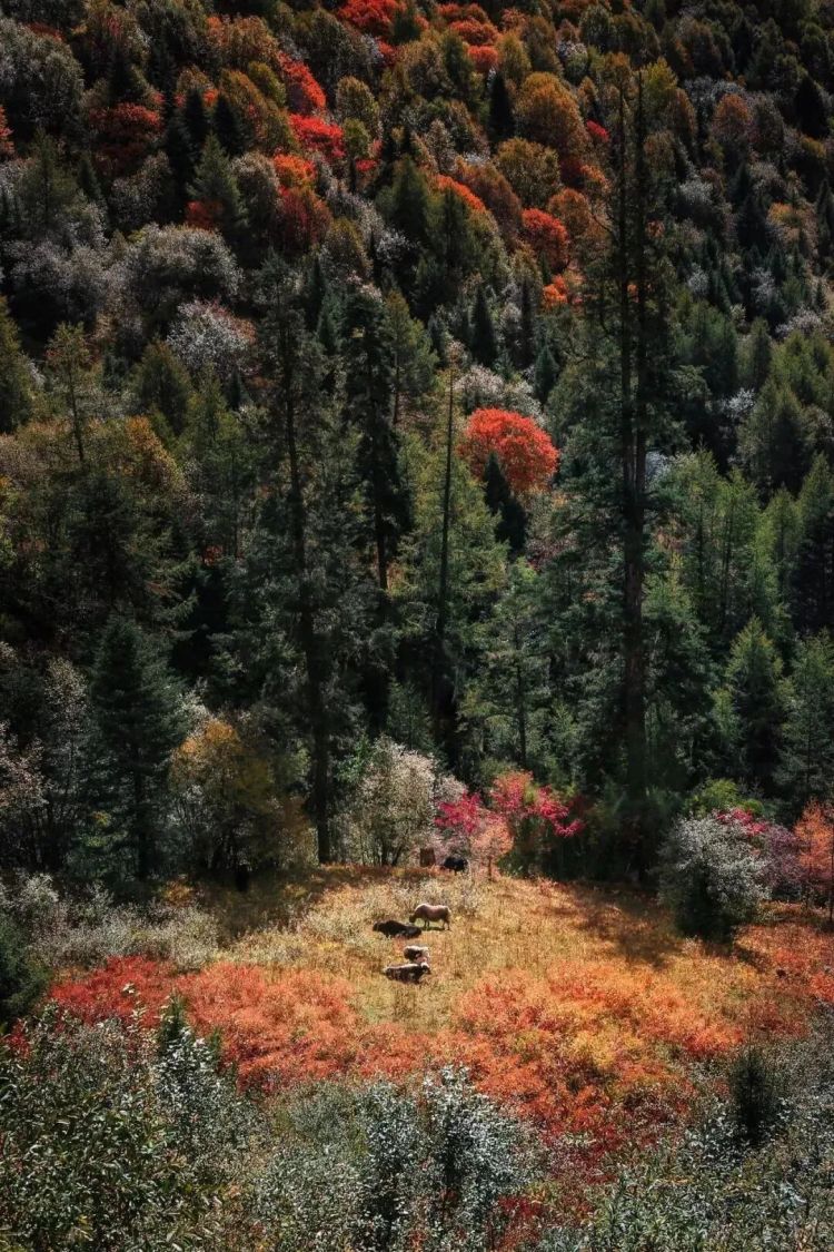懂西藏的人，一定不會(huì)錯(cuò)過(guò)林芝的秋天