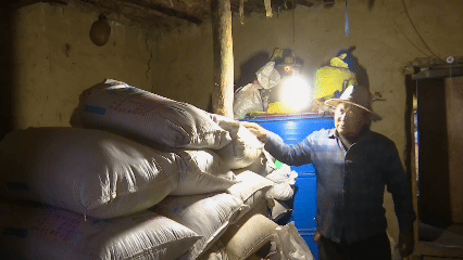 青稞“蛻變”，牦牛“出圈”！看西藏農(nóng)牧民的“十四五”豐收答卷