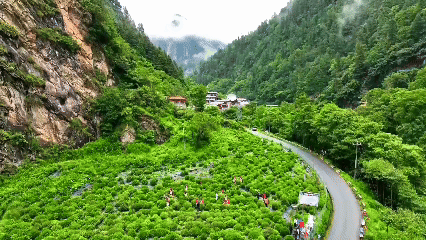 青稞“蛻變”，牦?！俺鋈Α?！看西藏農(nóng)牧民的“十四五”豐收答卷