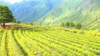 青稞“蛻變”，牦?！俺鋈Α保】次鞑剞r(nóng)牧民的“十四五”豐收答卷