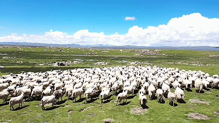 青稞“蛻變”，牦?！俺鋈Α?！看西藏農(nóng)牧民的“十四五”豐收答卷