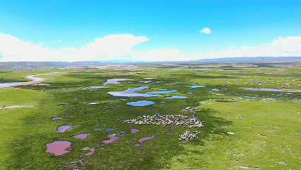 青稞“蛻變”，牦?！俺鋈Α?！看西藏農(nóng)牧民的“十四五”豐收答卷