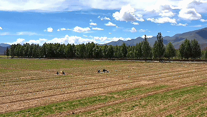 青稞“蛻變”，牦?！俺鋈Α?！看西藏農(nóng)牧民的“十四五”豐收答卷