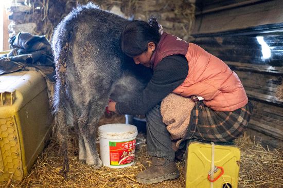 次仁普尺正在擠牛奶。人民網(wǎng)記者 翁奇羽攝