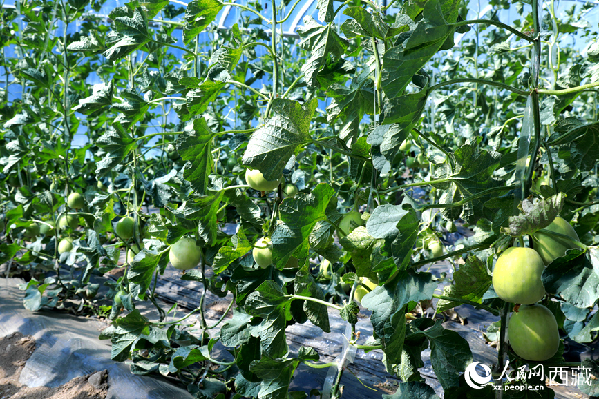 溫室中種植的瓜類作物果實累累。人民網(wǎng)記者 吳雨仁攝