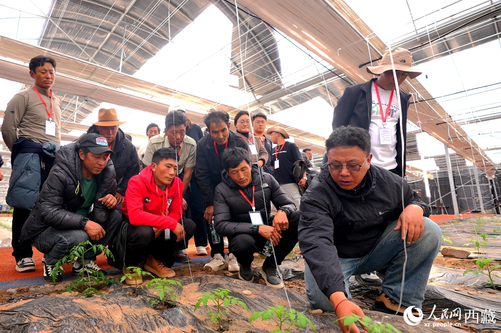 農(nóng)業(yè)專家蹲在田壟間，為圍攏過來的科技專干和基層農(nóng)技人員現(xiàn)場講解定植要點(diǎn)。人民網(wǎng)記者 吳雨仁攝