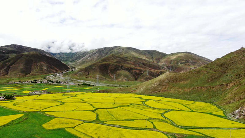 金燦燦的油菜花。洛克攝