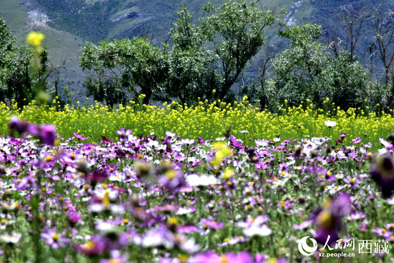 油菜花與格桑花相映成趣。人民網(wǎng) 李海霞攝