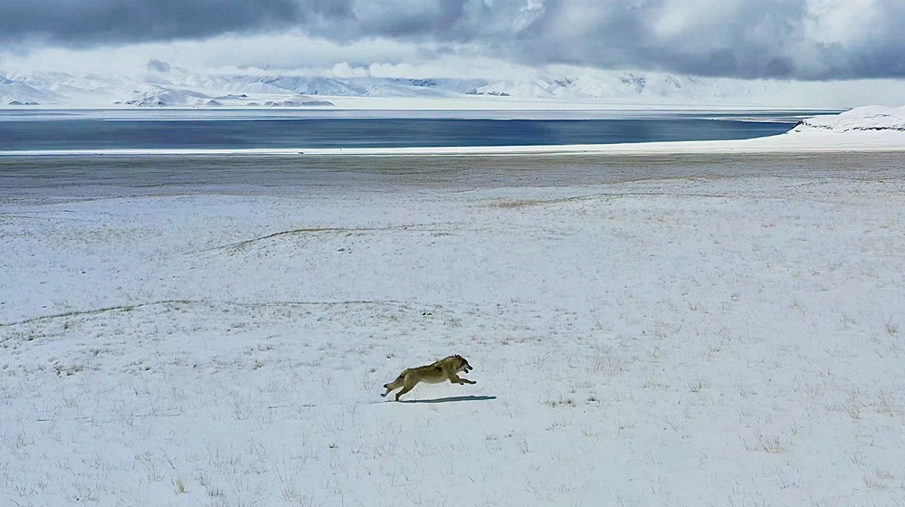 雪地里疾馳的阿里“狼”。