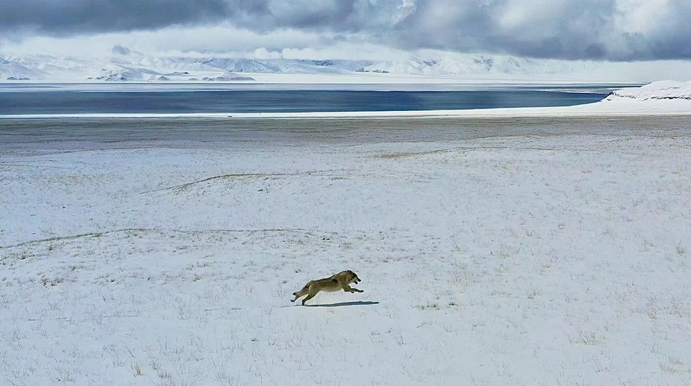 雪地里疾馳的阿里“狼”。