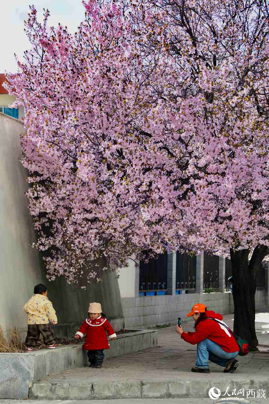 桃林下，拉薩市民游客樂(lè)享春光。人民網(wǎng)記者 次仁羅布攝