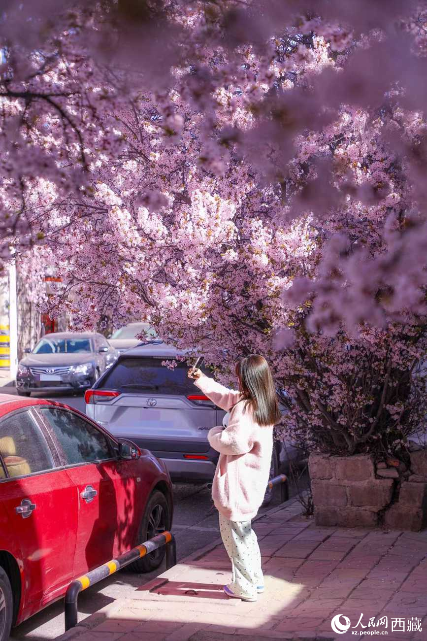 桃林下，拉薩市民游客樂(lè)享春光。人民網(wǎng)記者 次仁羅布攝